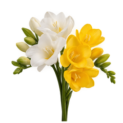 Freesia