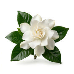 Gardenia