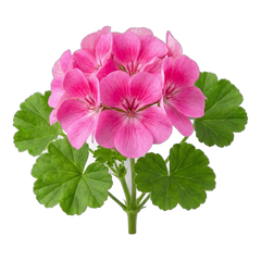 Geranium