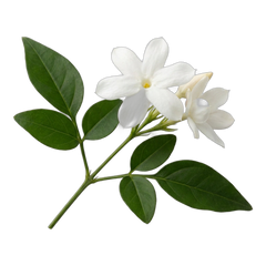 Jasmine