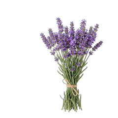 Lavanda