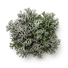 Oakmoss