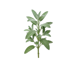 Sage