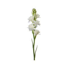 Tuberose