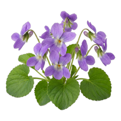 Violet