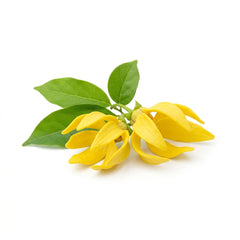 Ylang Ylang
