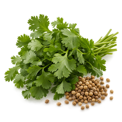 Coriander