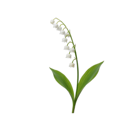 Lily-of-the-Valley
