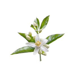 Orange Blossom